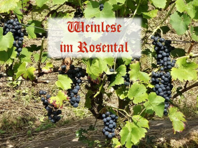 Weinlese_00