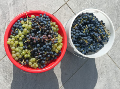 Weinlese_03